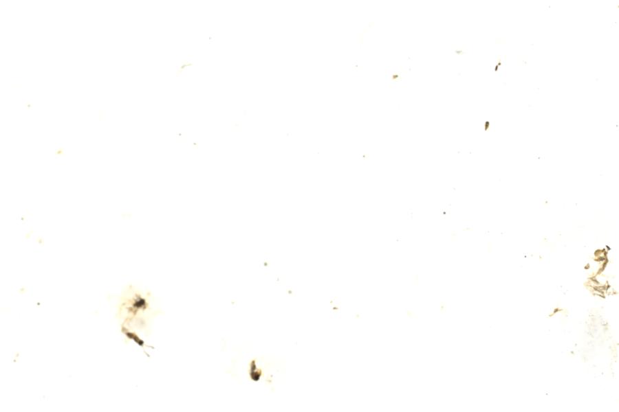 Image 185